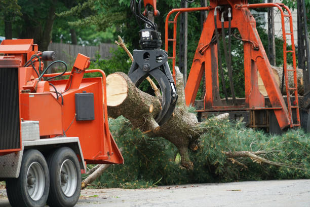 Leaf Removal in Sinking Spring, PA
